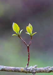 a twig with raw green leaves of the Cornus mas tree