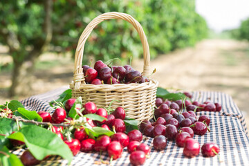 still life of cherries in a basket in the garden