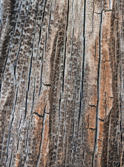 a close-up with the texture of a dry rotten wood
