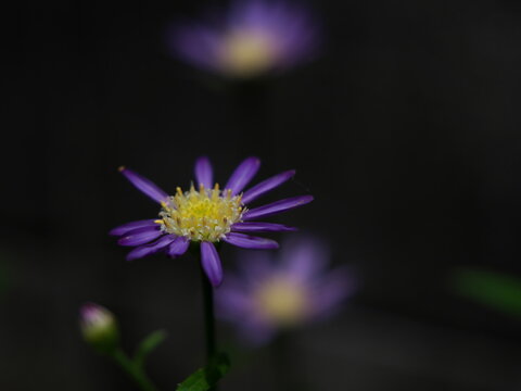 ミヤコワスレ Images Browse 123 Stock Photos Vectors And Video Adobe Stock