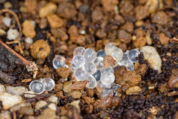 Slug eggs and newborn slugs