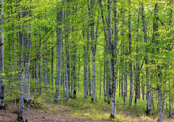 Landscape in a green beech forest