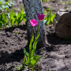 Pink tulips in the garden. Pink flowers. Tulip.