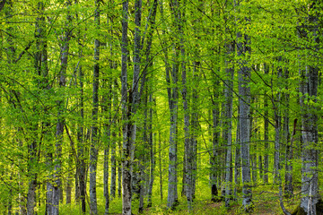 Landscape in a green deciduous forest