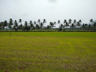 beautiful green paddy field in Kanyakumari district, Tamil Nadu