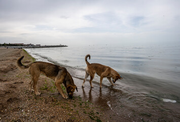 red dog on the sandy beach minds his own business