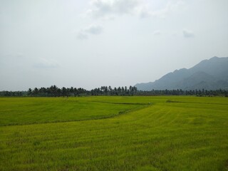 beautiful green paddy field in Kanyakumari district, Tamil Nadu