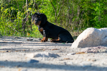 Dachshund puppy sniffs the ground.