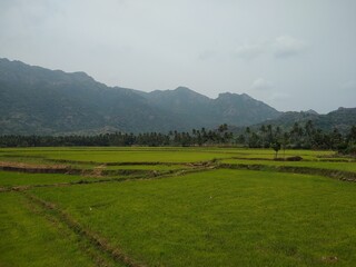 beautiful green paddy field in Kanyakumari district, Tamil Nadu