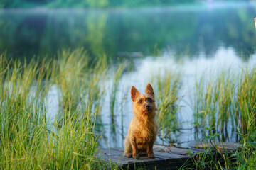 Australian Terrier peeking out of the grass. Walking the dog by the lake. The pet is resting in nature
