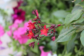 Red flower closeup 