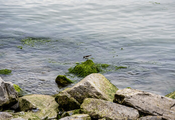 local birds of mountainous Dagestan in spring in natural conditions