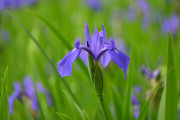 5月の京都市大田ノ沢のカキツバタ群落02