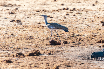 The Kori Bustard -Ardeotis kori- is considered to be the largest flying bird of Africa. Here it is...
