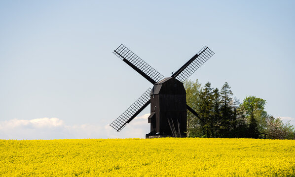 Old traditional wooden windmill in a canola field on the Swedish countryside in Scania, Sweden. Selective focus.