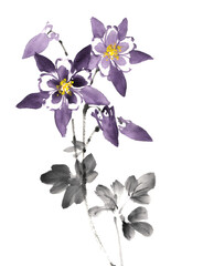 水墨画技法で描いた西洋オダマキ