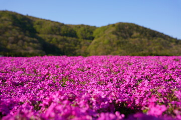 日本の山梨県の富士山麓の公園　美しい芝桜