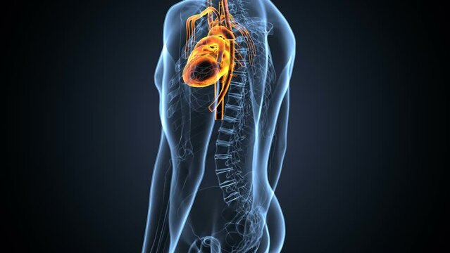 male human digestive system anatomy. 3d illustration