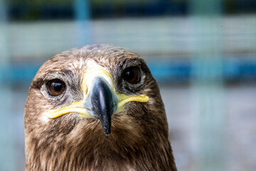 eagle head from the Dagestan mountains close-up