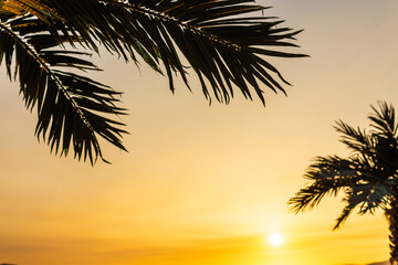 Palm leaves and sun, tropical beautiful sunset