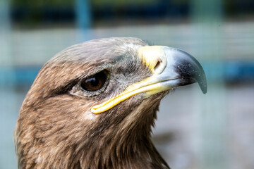 eagle head from the Dagestan mountains close-up