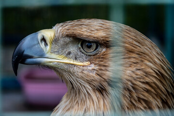 eagle head from the Dagestan mountains close-up