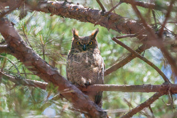 Great Horned Owl sitting in a tree