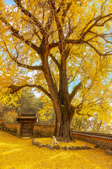 금시당 은행나무