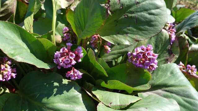 flowering Bergenia. useful plants. wild mountain tea
