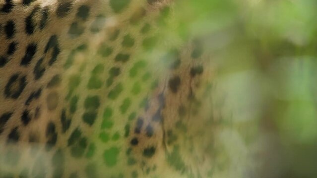 Close up of a leopard walking between the trees. Slow motion. 