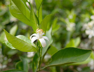 Valencian orange and orange blossoms. Spain. Spring harvest