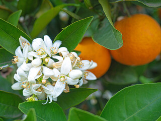 Valencian orange and orange blossoms. Spain. Spring harvest