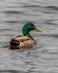 Drake Mallard (Anas platyrhynchos) duck swimming on open water during spring. Selective focus, background blur and foreground blur.
