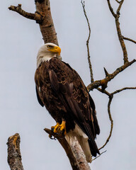 Bald Eagle (Haliaeetus leucocephalus) perched on a dead poplar tree looking for prey.
