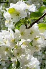 Blooming apple tree in the garden. Spring flowers on the tree. Natural background.
