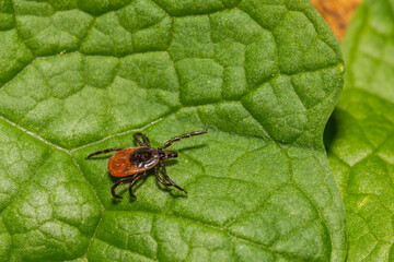 Black-legged Tick - Ixodes scapularis