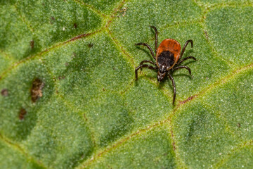 Black-legged Tick - Ixodes scapularis