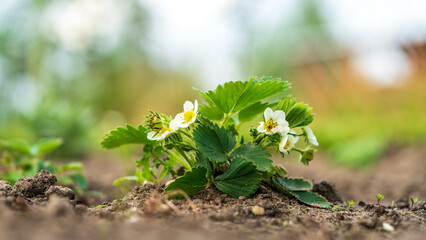 Organic strawberry plant growing on the ground