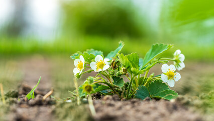 Organic strawberry plant growing on the ground