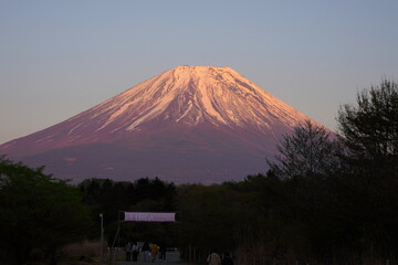 日本の山梨県　富士山麓の公園から夕焼けの富士山を眺める
