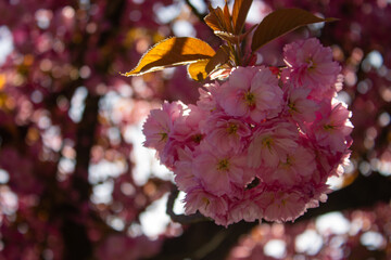pink and white flowers