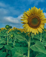 sunflower in the field