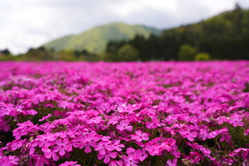 Obraz premium 日本の山梨県 富士山麓の公園 春の美しい芝桜