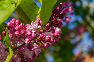 pink flowers in the garden