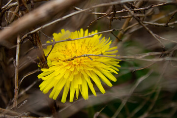 yellow dandelion flower