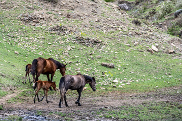horses graze on a green meadow near a river in the mountains of Dagestan