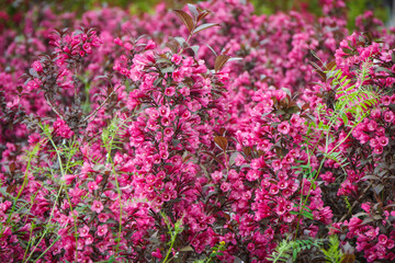 Obraz premium Blooming pink flowers in sunny garden or park. Spring or summer