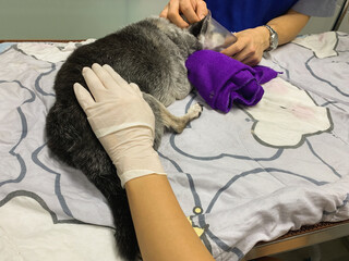 Veterinarian uses an oxygen mask to rescue the dog.