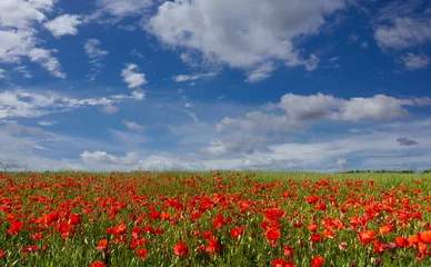 Foto op Plexiglas Red poppies in the green meadow with two thirds of blue sky with white clouds. Ideal for banners, greeting cards and wallpaper © framarzo