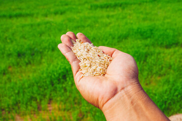 thai jasmine rice